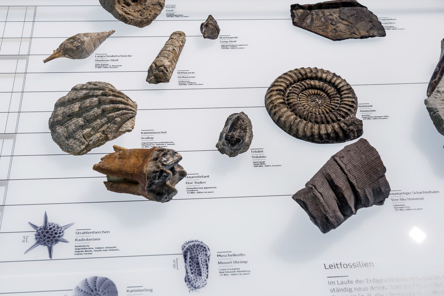 Naturkundemuseum Fossilien