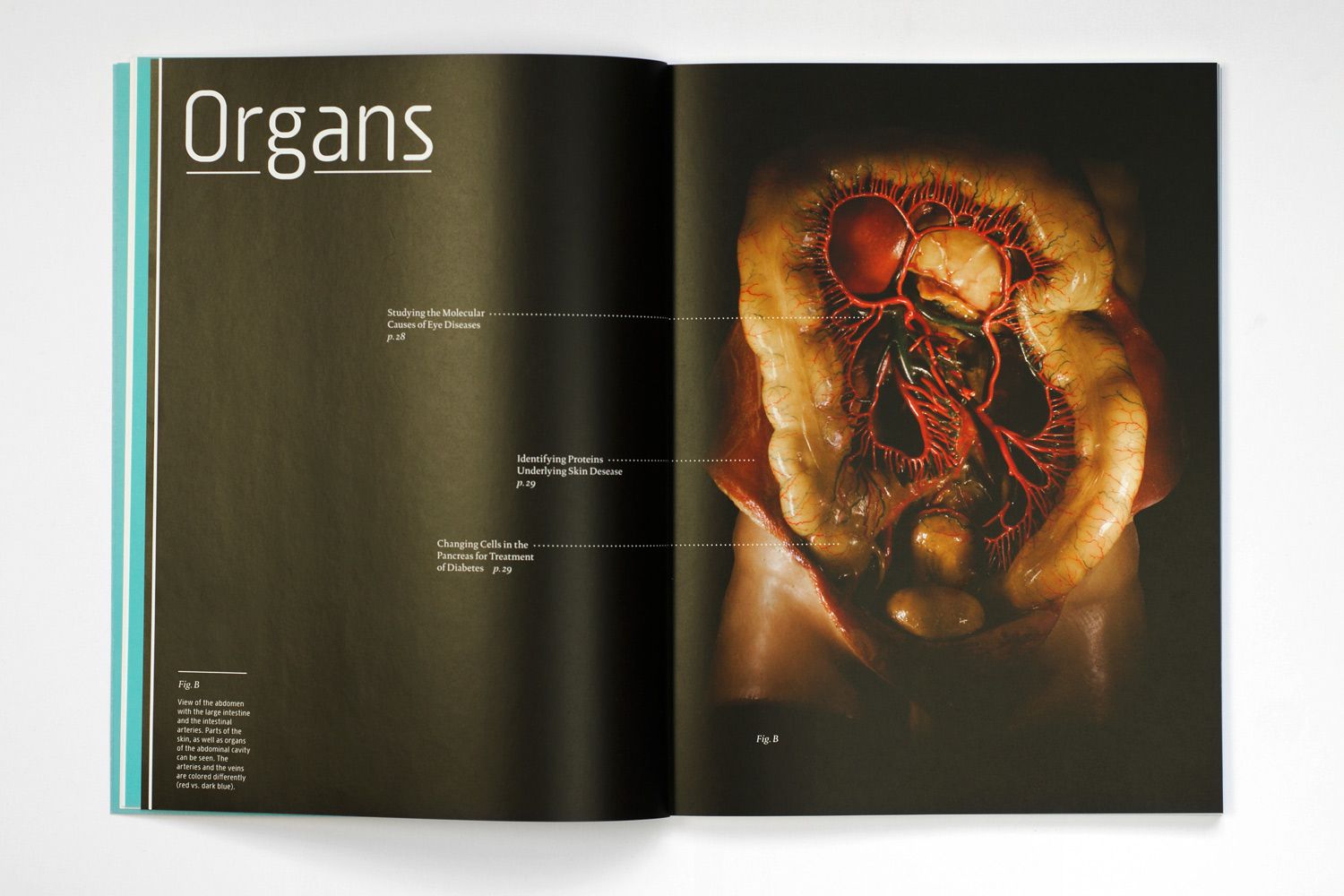 CeMM Report 2011 Organs
