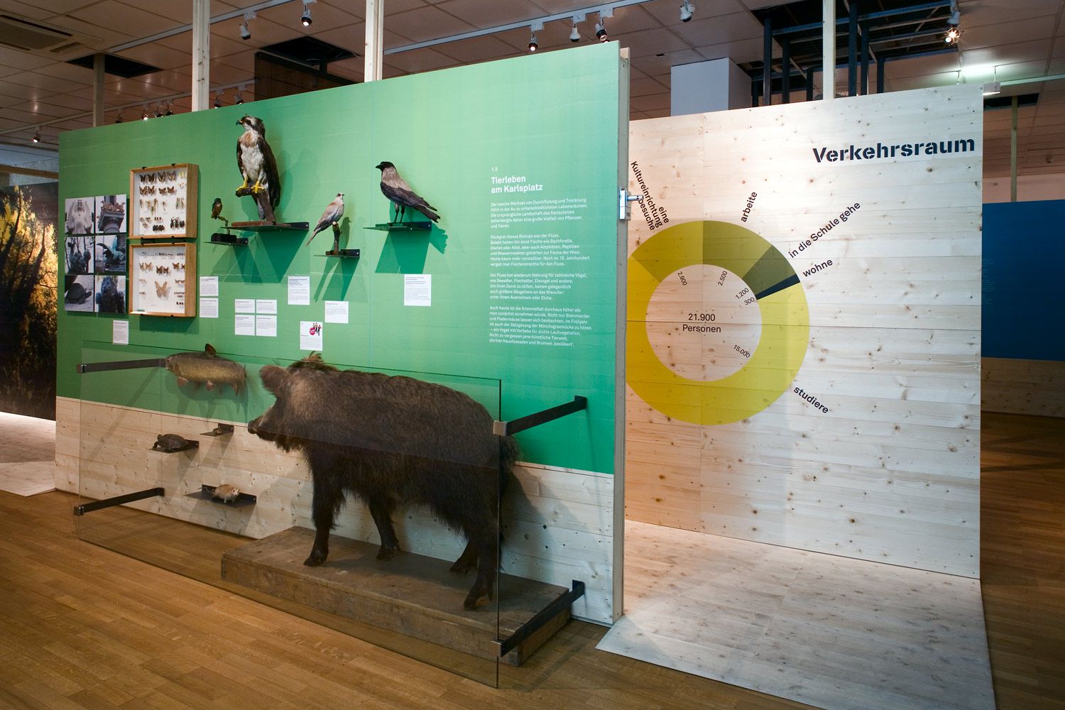 Wien Museum Am Puls der Stadt Wildschwein